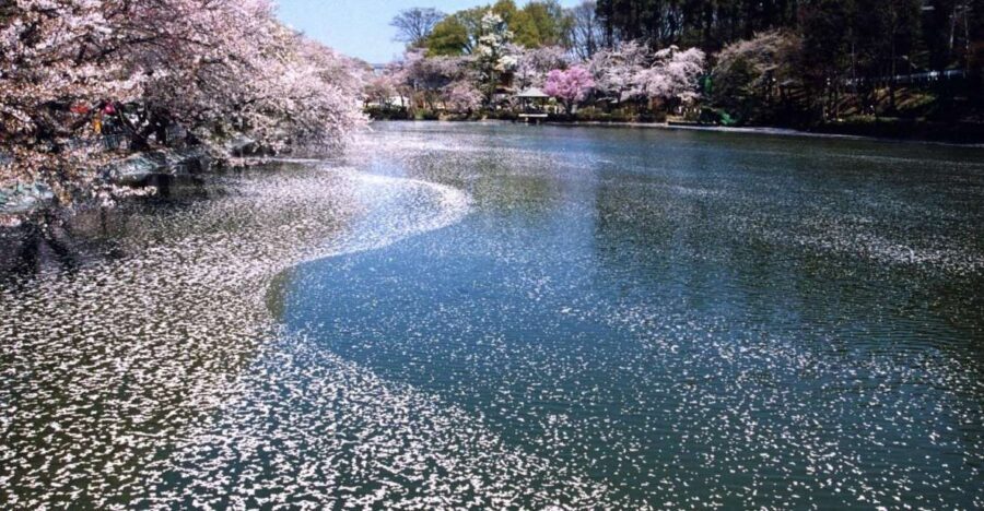 Nagano: 1-Day Snow Monkey & Cherry Blossom Tour in Spring - Jigokudani Monkey Park: Spring Macaques and What You’ll Actually See