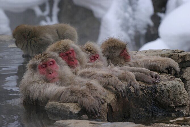 Nagano Snow Monkey 1 Day Tour with Beef Sukiyaki Lunch from Tokyo - Nagano Snow Monkeys in One Day: How the Trip Really Works