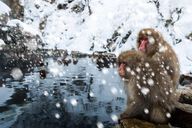 Nagano Snow Monkey 1 Day Tour with Beef Sukiyaki Lunch from Tokyo - Shinshu Fruitsland Lunch: Beef Sukiyaki That Fuels Winter Walking