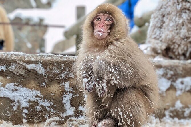 Nagano Snow Monkey 1 Day Tour with Beef Sukiyaki Lunch from Tokyo - Jigokudani Snow Monkey Park: Hot Springs, Red Faces, and Winter Rules