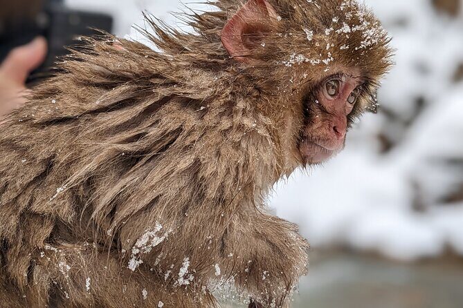 Nagano Snow Monkey 1 Day Tour with Beef Sukiyaki Lunch from Tokyo - What to Pack for Icy Steps: Shoes, Crampons, and Warm Layers