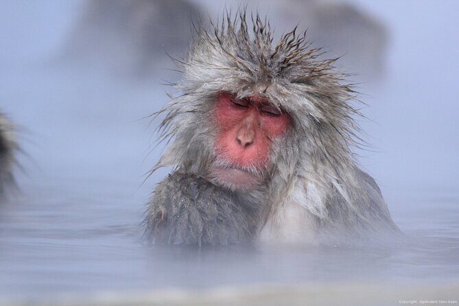 Nagano Snow Monkey 1 Day Tour with Beef Sukiyaki Lunch from Tokyo - Who This Tour Fits Best (and Who Should Rethink It)