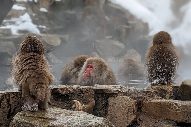 Nagano Snow Monkey 1 Day Tour with Beef Sukiyaki Lunch from Tokyo - Price and Logistics: What $151.96 Gets You (and Why It Can Be Worth It)