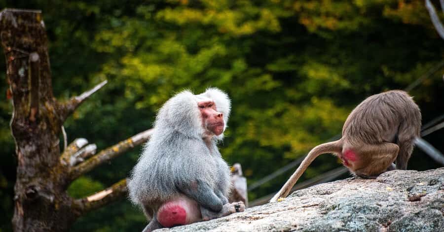 Nagano: Snow Monkey Private Instagramable Day Tour Low Price - Price and logistics: what $548 per group really buys you