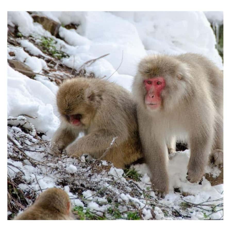 Nagano: Snow Monkey Private Instagramable Day Tour Low Price - Luxury door-to-door transport: Vellfire, Crown, or Land Cruiser