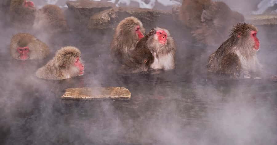 Nagano: Snow Monkey Private Instagramable Day Tour Low Price - Jigokudani Monkey Park: seeing snow monkeys near hot springs