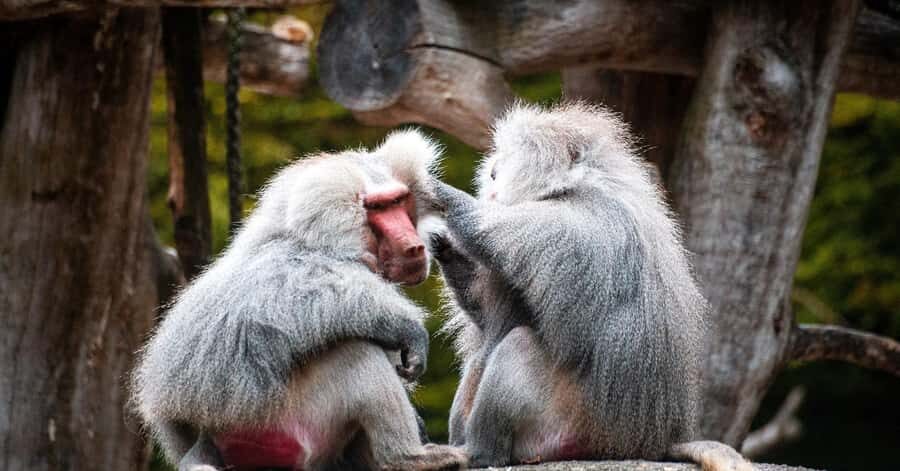 Nagano: Snow Monkey Private Instagramable Day Tour Low Price - Obuse and Hokusai Museum: old-town strolling with art connection