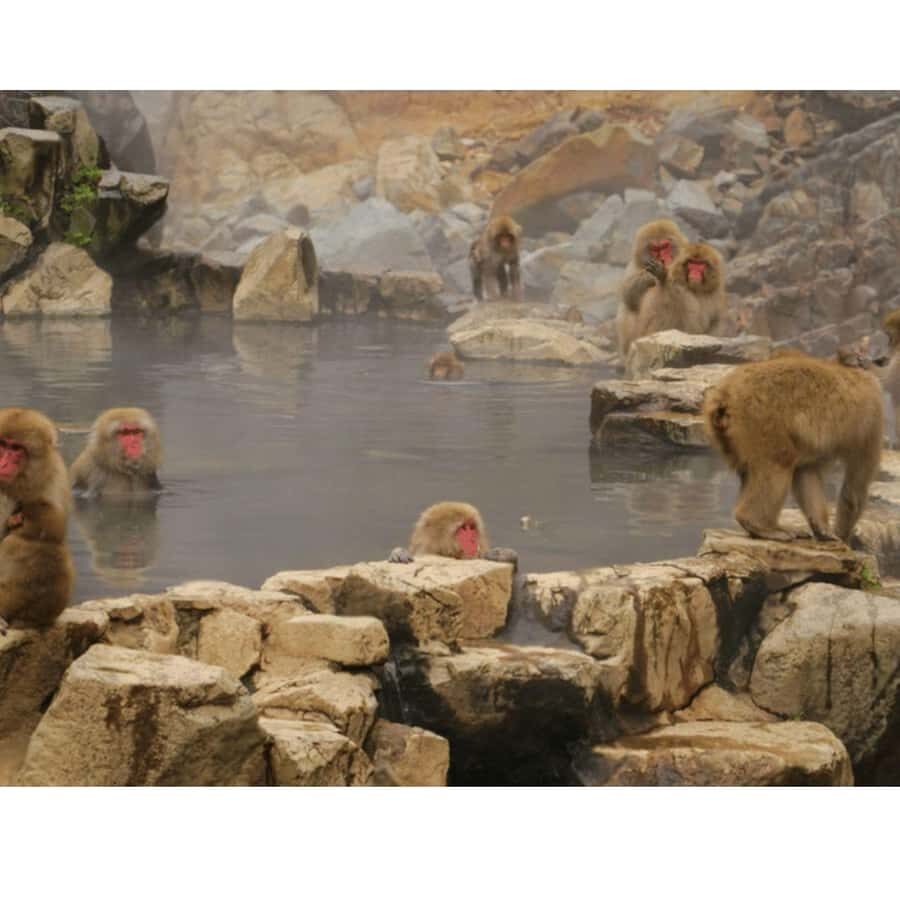 Nagano: Snow Monkey Private Instagramable Day Tour Low Price - How the long Nagano day usually feels (and how to plan for it)