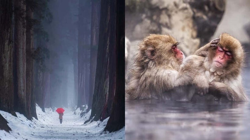 Nagano: Snow Monkeys & Togakushi Shrine Two-Spot in-One Day - Jigokudani Snow Monkeys: Hot Springs in Winter, Play in Warmer Months
