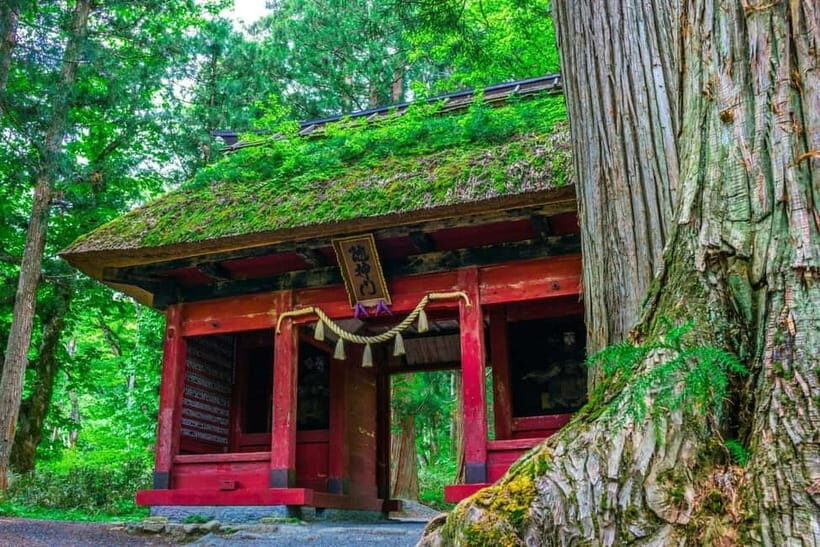 Nagano: Snow Monkeys & Togakushi Shrine Two-Spot in-One Day - Who Should Book This Nagano Snow Monkeys + Togakushi Tour?