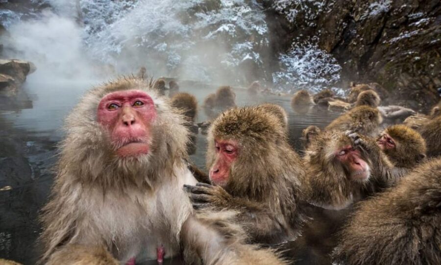 Nagano: Snow Monkeys, Zenko-ji Temple, and Lake Nojiri Tour - Key Points You’ll Actually Care About