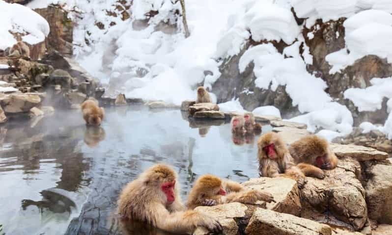 Nagano: Snow Monkeys, Zenko-ji Temple, and Lake Nojiri Tour - Jigokudani Snow Monkeys: What You’re Really Going to See