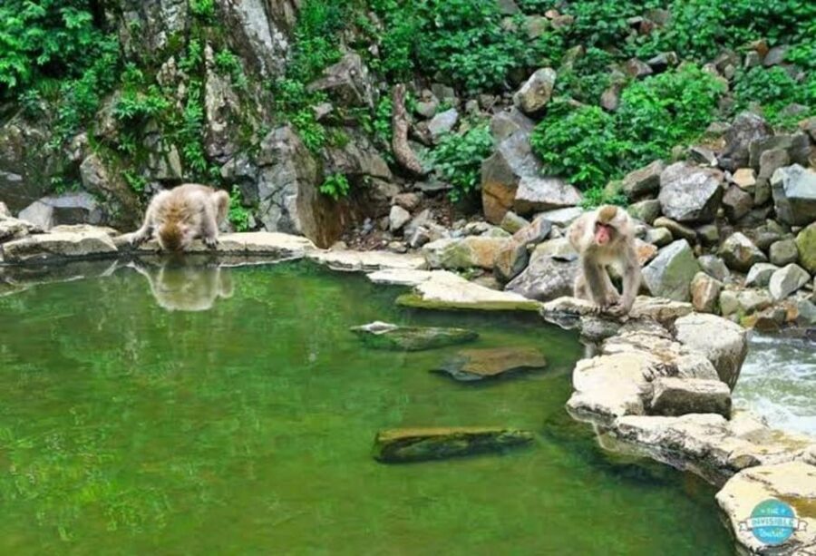 Nagano: Snow Monkeys, Zenko-ji Temple, and Lake Nojiri Tour - Obuse for Chestnuts and Hokusai: Art and Snacks in a Small Town