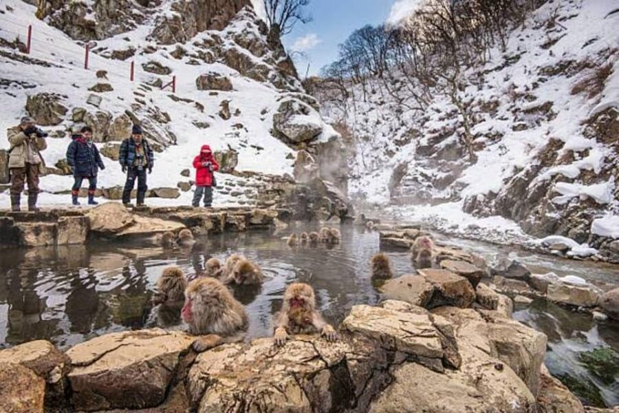 Nagano: Snow Monkeys, Zenko-ji Temple, and Lake Nojiri Tour - Togakushi Shrine in Cedar Mountains: Ancient Shinto Steps and Soba Fuel