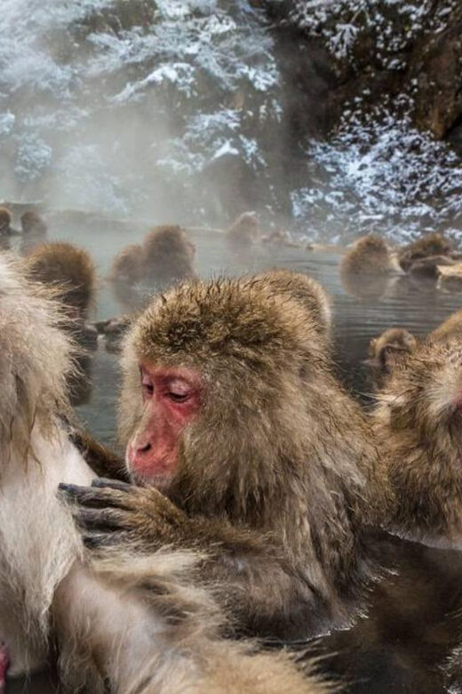 Nagano: Snow Monkeys, Zenko-ji Temple, and Lake Nojiri Tour - Matsushiro Samurai District and Lake Nojiri: Where the Day Gets Calm