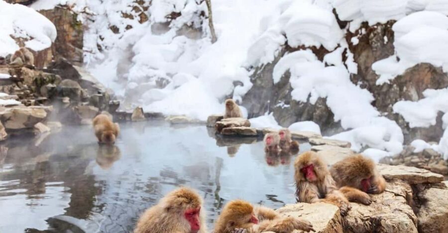 Nagano: Snow Monkeys, Zenko-ji Temple, and Lake Nojiri Tour - Zenko-ji Temple: Gardens, Gates, and a Spiritual Anchor