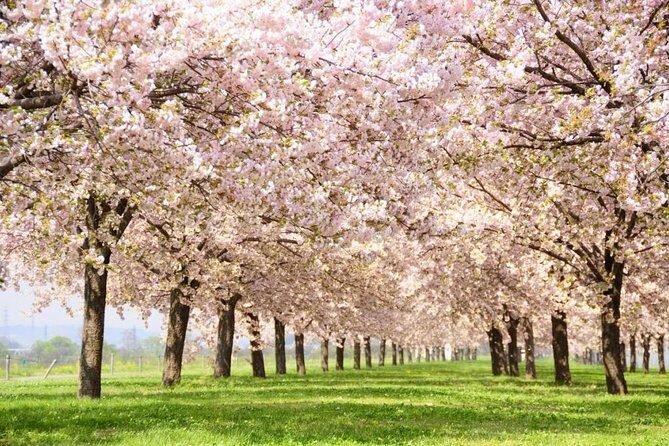 Nagano Spring: 1-Day Cherry Blossoms & Snow Monkeys Guided Tour - Key things to know before you go