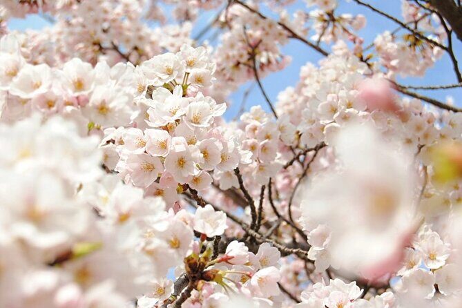 Nagano Spring: 1-Day Cherry Blossoms & Snow Monkeys Guided Tour - A Full-Day Mix of Snow Monkeys and Northern Sakura