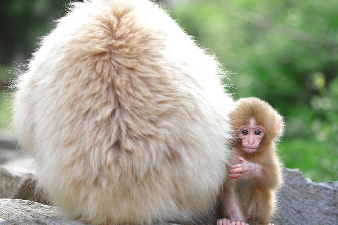 Nagano Spring: 1-Day Cherry Blossoms & Snow Monkeys Guided Tour - Lunch in Nagano: Enza Cafe or Japanese Dining GOEN