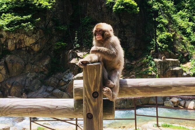 Nagano Spring: 1-Day Cherry Blossoms & Snow Monkeys Guided Tour - Hanami Time: How the Guide Finds Sakura When Timing Matters