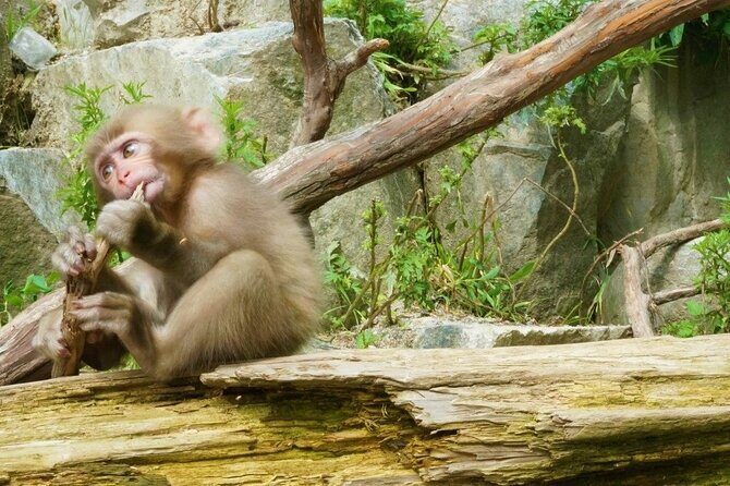 Nagano Spring: 1-Day Cherry Blossoms & Snow Monkeys Guided Tour - If Sakura Aren’t Ready: Zenko-ji and Sake Instead