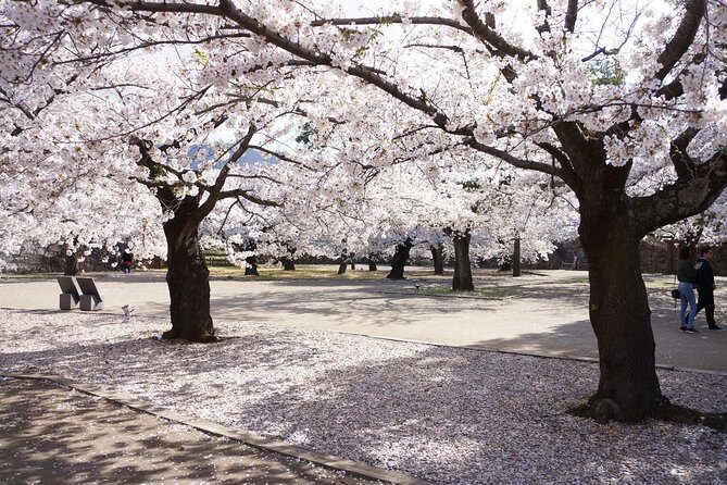 Nagano Spring: 1-Day Cherry Blossoms & Snow Monkeys Guided Tour - Start at Jigokudani Monkey Park: Hot Springs Up Close