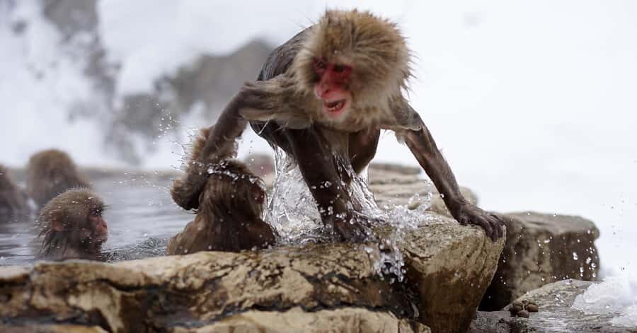 Nagano/Tokyo: Snow Monkey and Zenkoji Temple Private Tour - Logistics that make or break your day (the real-world version)