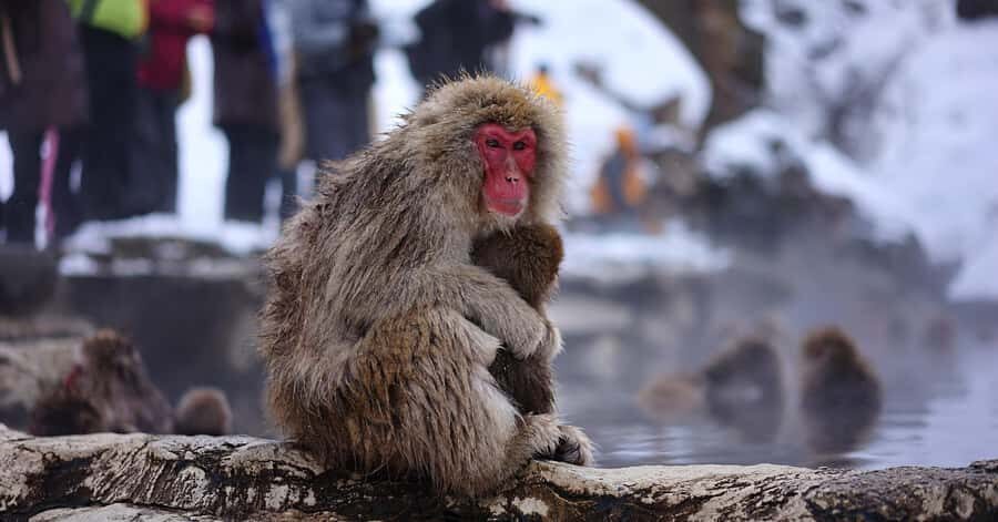 Nagano/Tokyo: Snow Monkey and Zenkoji Temple Private Tour - Tokyo to Nagano in luxury: why the drive matters