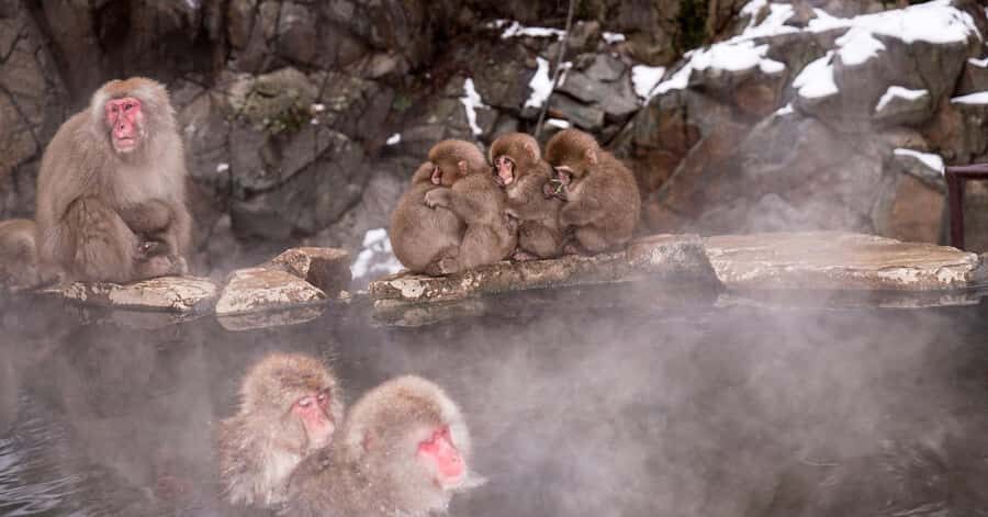 Nagano/Tokyo: Snow Monkey and Zenkoji Temple Private Tour - Zenko-ji Temple: Nagano’s spiritual core, guided and practical