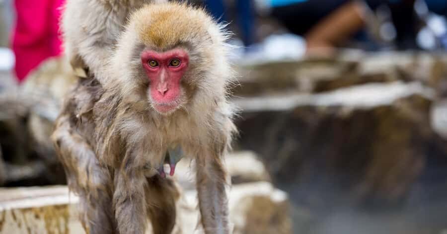 Nagano/Tokyo: Snow Monkey and Zenkoji Temple Private Tour - Matsushiro Castle Ruins: history with walkable context