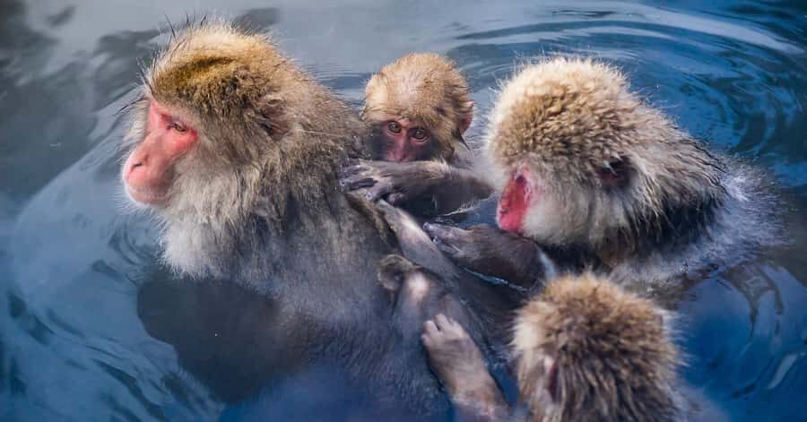 Nagano/Tokyo: Snow Monkey and Zenkoji Temple Private Tour - Nagano stop for photos: short break, smart framing