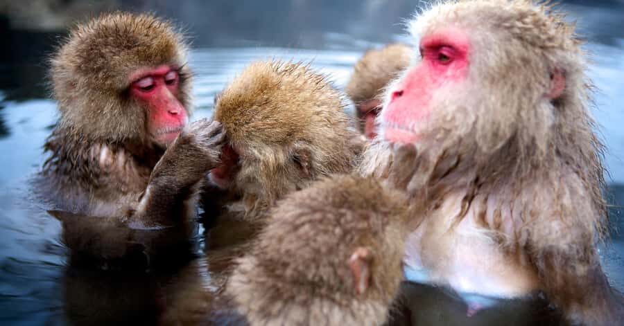 Nagano/Tokyo: Snow Monkey and Zenkoji Temple Private Tour - Yamanochi and Shibu Onsen: classic town walking and hot-spring vibes