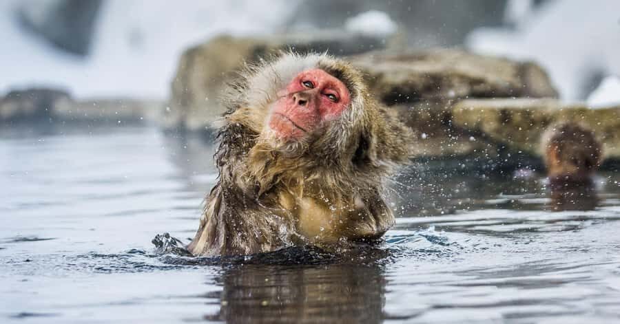 Nagano/Tokyo: Snow Monkey and Zenkoji Temple Private Tour - Price and value: what you’re really paying for