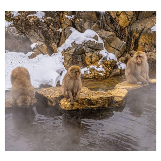 Nagano/Tokyo: Snow Monkey Private Day Tour At Lowest Rate - Obuse and the Hokusai Museum: sweets, art, and a calmer pace