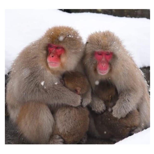 Nagano/Tokyo: Snow Monkey Private Day Tour At Lowest Rate - Shibu Onsen stop: a quick onsen-area pause that helps the day flow