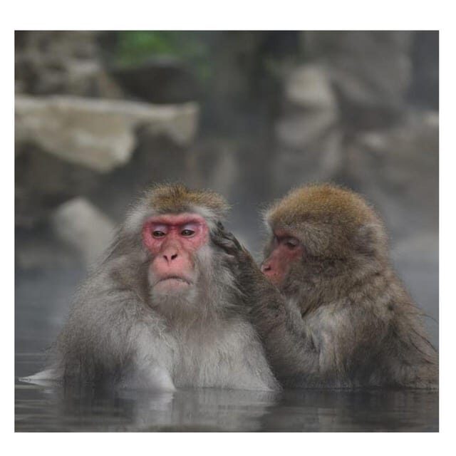 Nagano/Tokyo: Snow Monkey Private Day Tour At Lowest Rate - Customizable Nagano: cedar forests and samurai-era options you can add