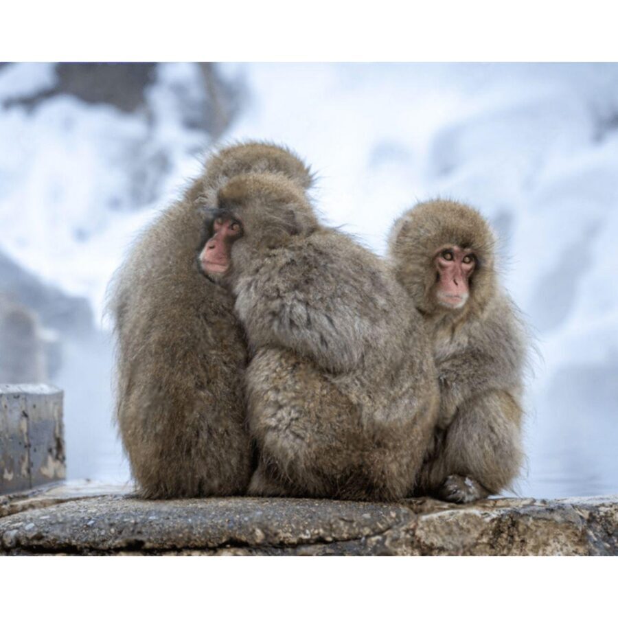 Nagano Tokyo: Snow Monkey Private Day Tour Hotel Pick & Drop - Price and logistics: what you’re really paying for