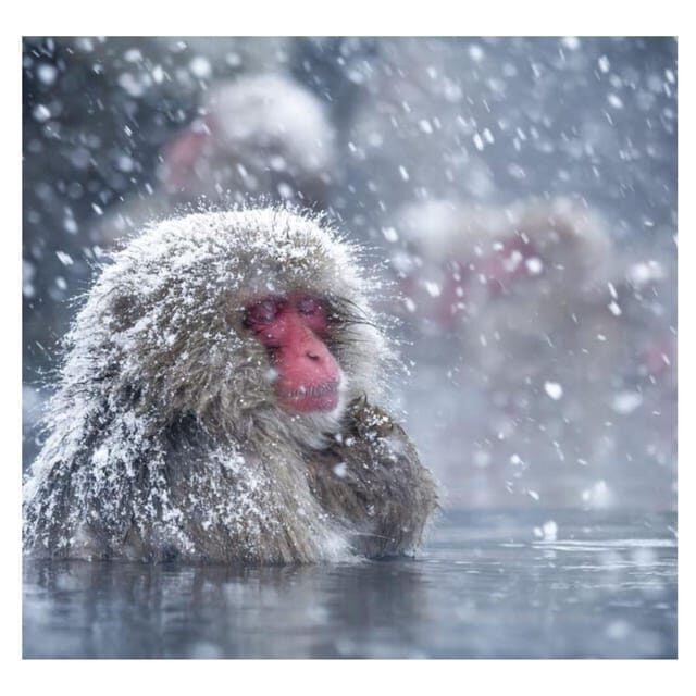 Nagano Tokyo: Snow Monkey Private Day Tour Hotel Pick & Drop - Zenko-ji, onsen towns, and snow monkeys: why the mix works