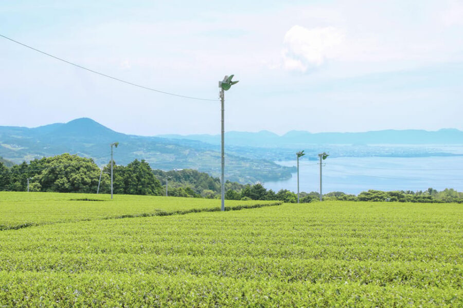 Nagasaki: Explore Japanese Teas on a Tea Tour - Key things to look forward to
