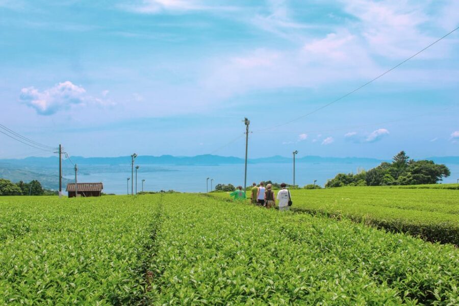 Nagasaki: Explore Japanese Teas on a Tea Tour - Sonogi tea fields with Omura Bay in the background