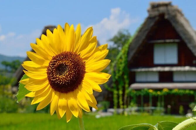 Nagoya: all-inclusive car tour to Korankei valley - Price and value: what $170 covers, and what you still plan for