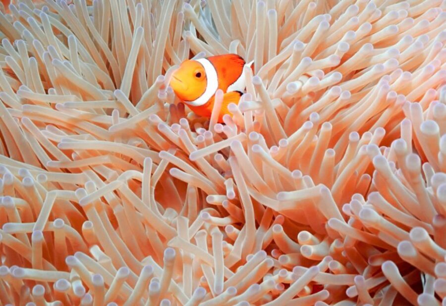 Naha, Okinawa: Kerama Islands Full-Day Intro-Diving Trip - Who this suits best—and who should skip