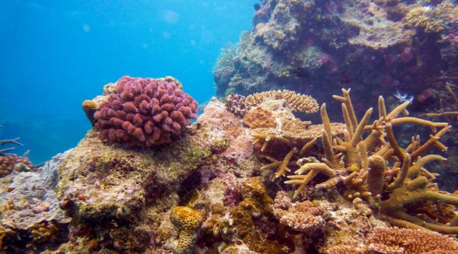 Naha, Okinawa: Kerama Islands Full-Day Intro-Diving Trip - What you’ll see: fish, coral, and that Kerama feeling