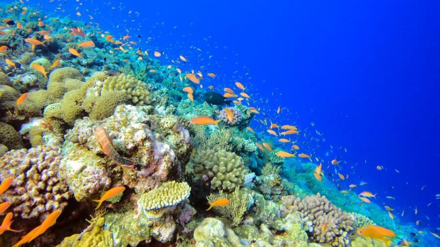 Naha, Okinawa: Kerama Islands Full-Day Intro-Diving Trip - Price and value: what you’re really paying for