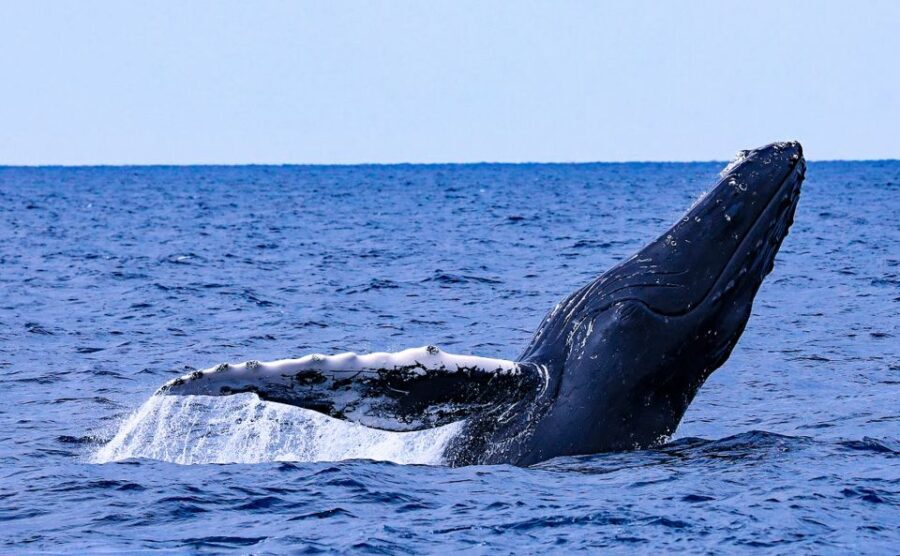 Naha, Okinawa: Kerama Islands Half-Day Whale Watching Tour - Key highlights at a glance