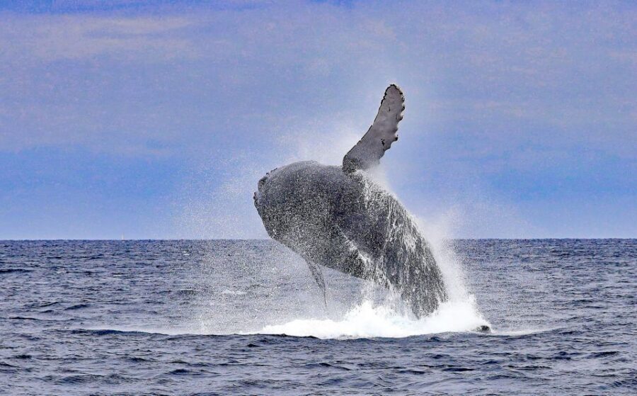 Naha, Okinawa: Kerama Islands Half-Day Whale Watching Tour - Comfort and included extras: small details that make a difference