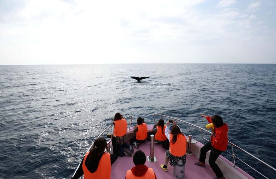 Naha, Okinawa: Kerama Islands Half-Day Whale Watching Tour - Seasickness, rules, and who this is not for