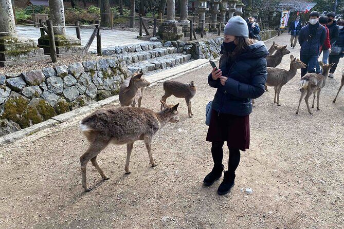 Nara 6hr Private Tour with Government-Licensed Guide - Kofuku-ji, Yakushiji, and Shinyakushiji: three ways to understand Nara’s religious layers