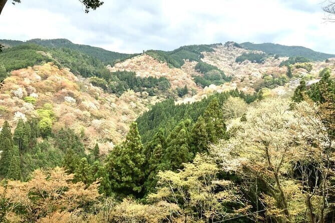 Nara 8hr Private Tour - Osaka DEP. with Licensed Guide - Mt. Wakakusayama: A Short Hike for Long Views