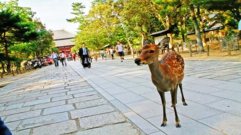 Nara attractive tour with local guide (4hours) - Key highlights worth knowing before you go